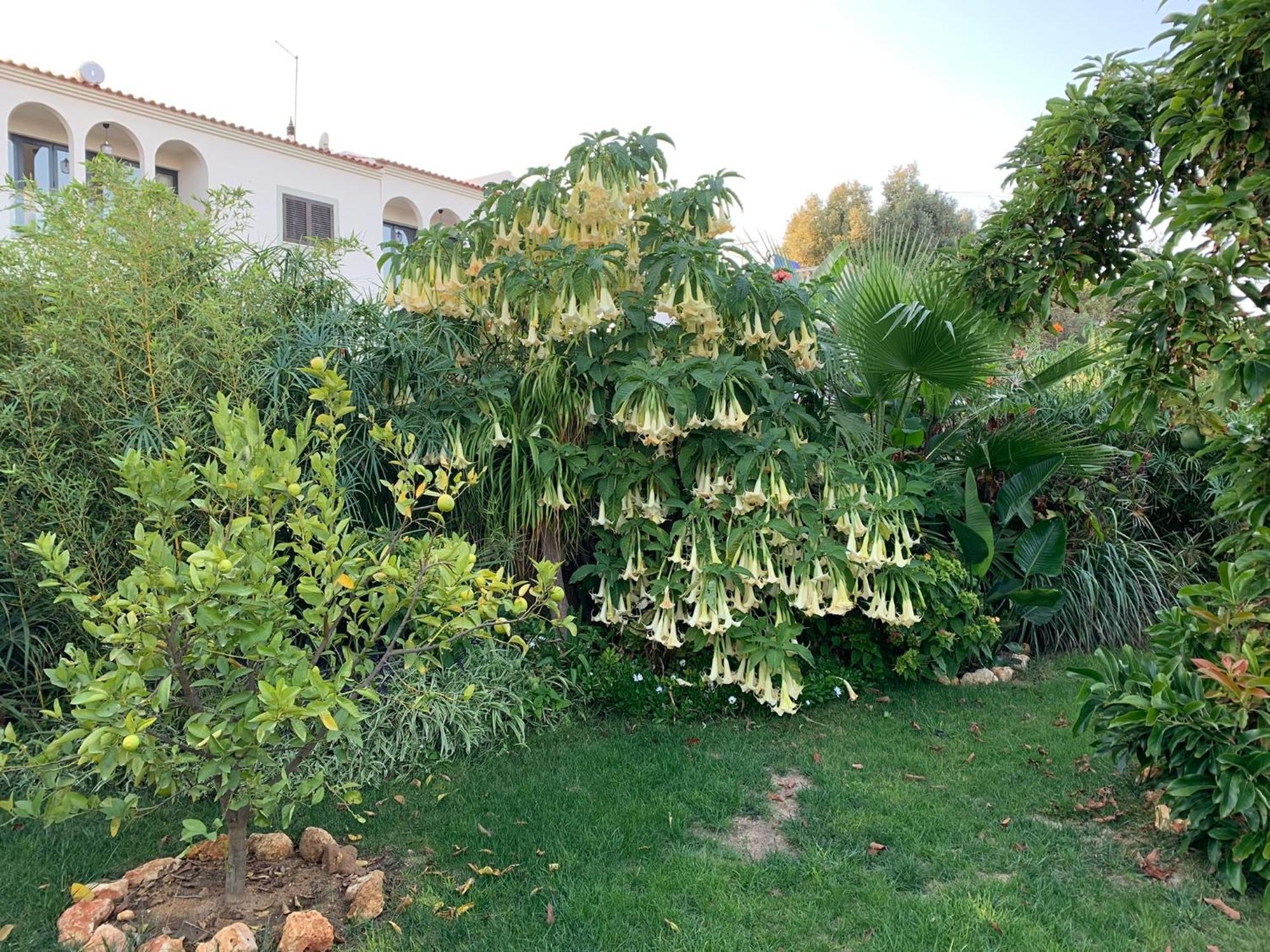 A Tranquil Garden Apartment, Carvoeiro - Benagil Apartment