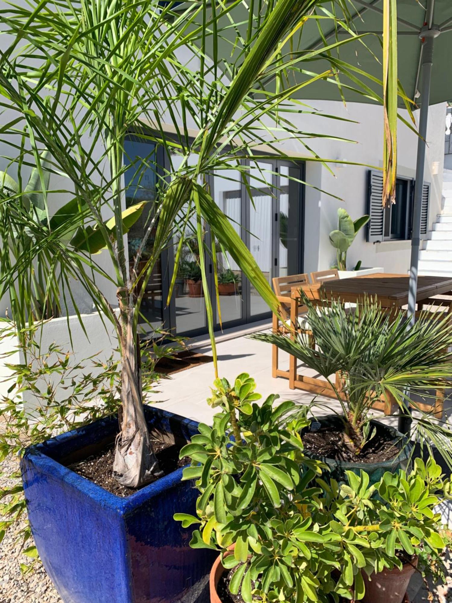 A Tranquil Garden Apartment, Carvoeiro - Benagil * Carvoeiro (Lagoa)